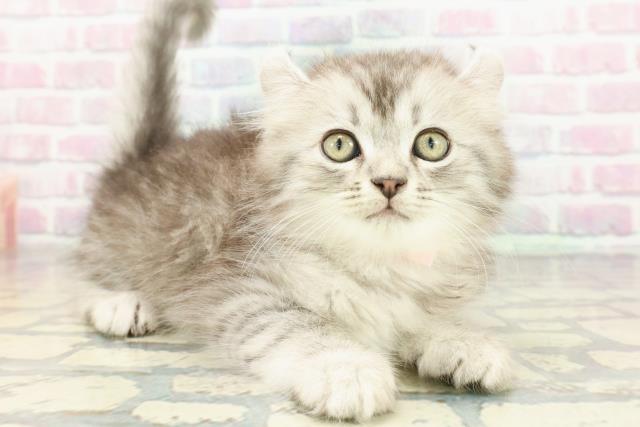 静岡県のアメリカンカール (Coo&RIKU藤枝店/2025年12月15日生まれ/男の子/シルバータビーホワイト)の子猫の3枚目の画像