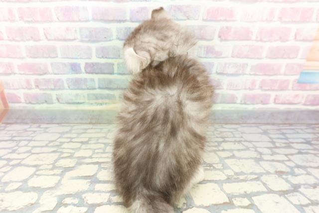 静岡県のアメリカンカール (Coo&RIKU藤枝店/2025年12月15日生まれ/男の子/シルバータビーホワイト)の子猫の4枚目の画像