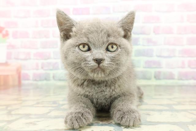 静岡県のブリティッシュショートヘアー (Coo&RIKU静岡SBS通り店/2025年12月12日生まれ/男の子/ブルー)の子猫の1枚目の画像