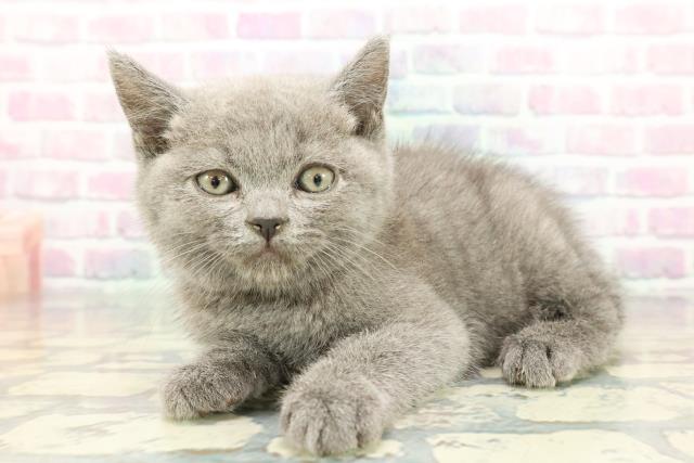 静岡県のブリティッシュショートヘアー (Coo&RIKU静岡SBS通り店/2025年12月12日生まれ/男の子/ブルー)の子猫の2枚目の画像