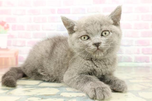 静岡県のブリティッシュショートヘアー (Coo&RIKU静岡SBS通り店/2025年12月12日生まれ/男の子/ブルー)の子猫の3枚目の画像
