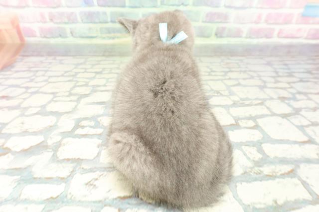 静岡県のブリティッシュショートヘアー (Coo&RIKU静岡SBS通り店/2025年12月12日生まれ/男の子/ブルー)の子猫の4枚目の画像