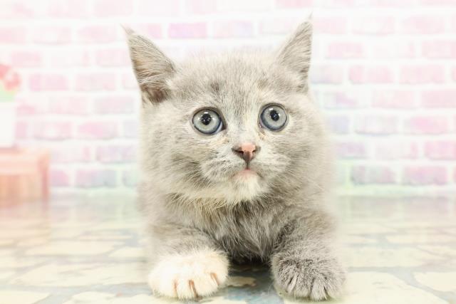 静岡県のブリティッシュショートヘアー (Coo&RIKU浜松店/2025年12月12日生まれ/女の子/ブルークリーム)の子猫の1枚目の画像