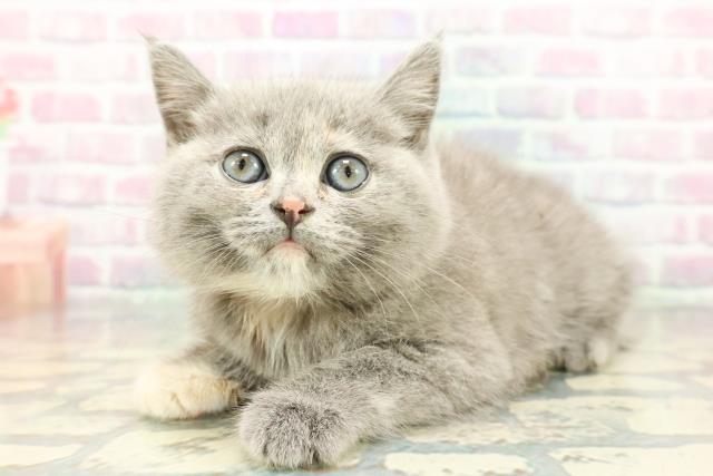 静岡県のブリティッシュショートヘアー (Coo&RIKU浜松店/2025年12月12日生まれ/女の子/ブルークリーム)の子猫の2枚目の画像