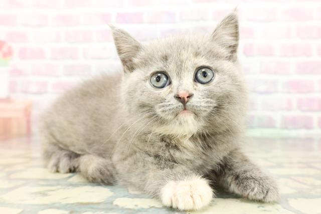 静岡県のブリティッシュショートヘアー (Coo&RIKU浜松店/2025年12月12日生まれ/女の子/ブルークリーム)の子猫の3枚目の画像