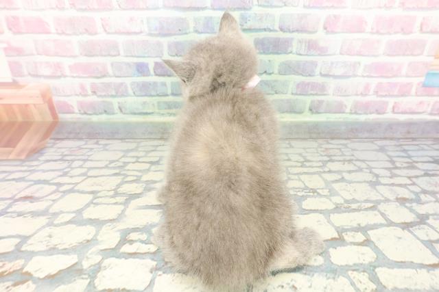 静岡県のブリティッシュショートヘアー (Coo&RIKU浜松店/2025年12月12日生まれ/女の子/ブルークリーム)の子猫の4枚目の画像