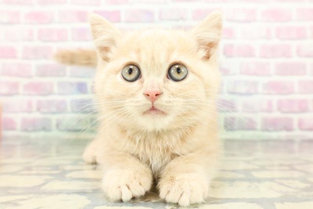 静岡県のブリティッシュショートヘアー (Coo&RIKU藤枝店/2025年12月12日生まれ/男の子/クリーム)の子猫の1枚目の画像