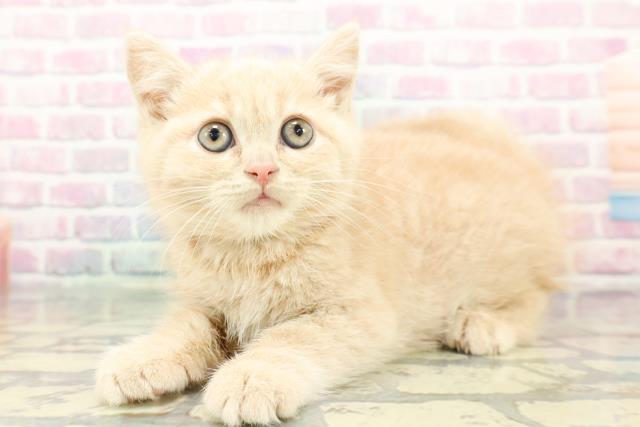 静岡県のブリティッシュショートヘアー (Coo&RIKU藤枝店/2025年12月12日生まれ/男の子/クリーム)の子猫の2枚目の画像