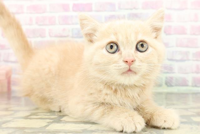 静岡県のブリティッシュショートヘアー (Coo&RIKU藤枝店/2025年12月12日生まれ/男の子/クリーム)の子猫の3枚目の画像