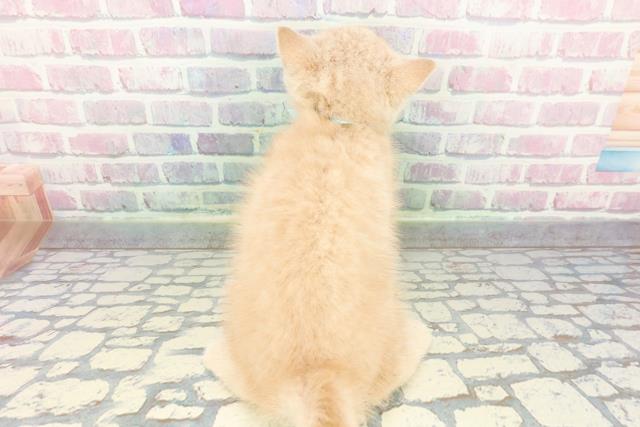 静岡県のブリティッシュショートヘアー (Coo&RIKU藤枝店/2025年12月12日生まれ/男の子/クリーム)の子猫の4枚目の画像