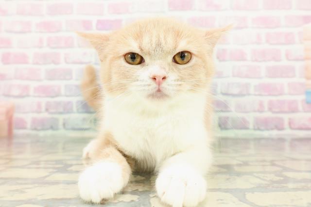 神奈川県のスコティッシュフォールド (Coo&RIKU相模原店/2025年10月2日生まれ/男の子/クリームタビーホワイト)の子猫の1枚目の画像