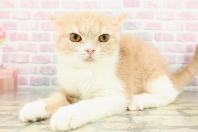 神奈川県のスコティッシュフォールド (Coo&RIKU相模原店/2025年10月2日生まれ/男の子/クリームタビーホワイト)の子猫の2枚目の画像