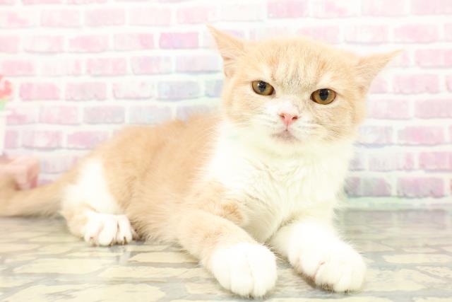 神奈川県のスコティッシュフォールド (Coo&RIKU相模原店/2025年10月2日生まれ/男の子/クリームタビーホワイト)の子猫の3枚目の画像