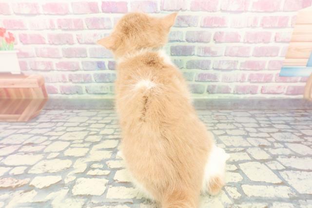 神奈川県のスコティッシュフォールド (Coo&RIKU相模原店/2025年10月2日生まれ/男の子/クリームタビーホワイト)の子猫の4枚目の画像