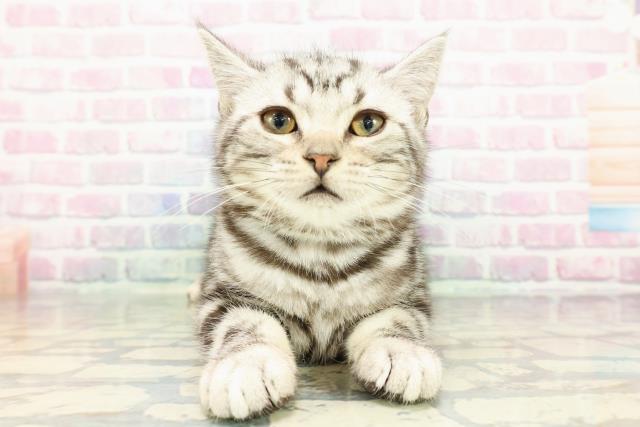 アメリカンショートヘアー