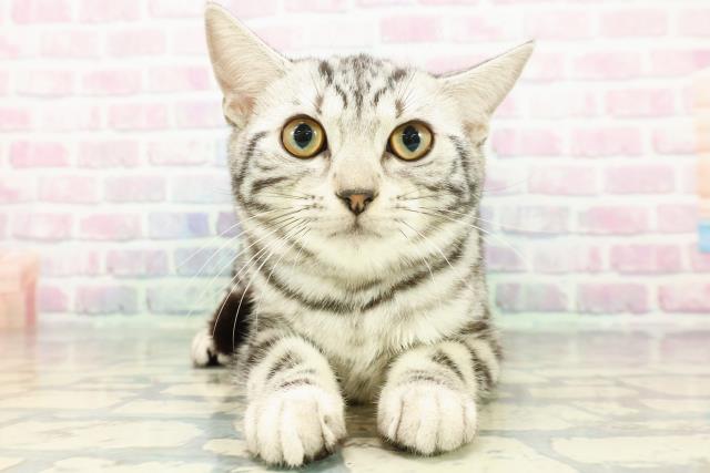 アメリカンショートヘアー