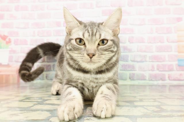 アメリカンショートヘアー