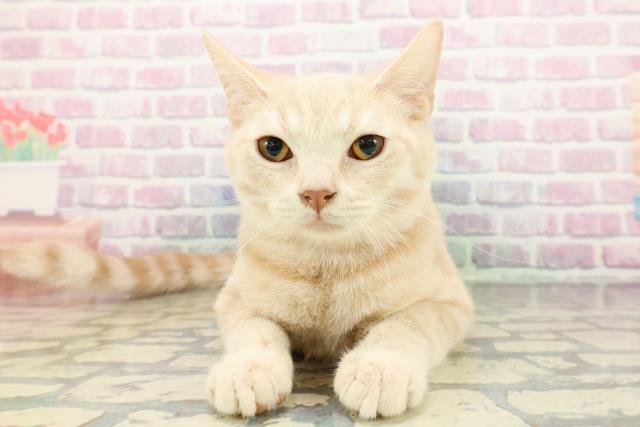 スコティッシュフォールド（立ち耳）