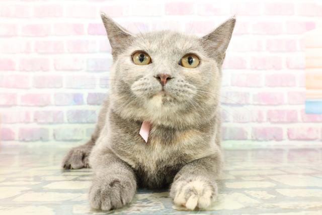 静岡県のスコティッシュフォールド (Coo&RIKU浜松店/2025年9月10日生まれ/女の子/ブルークリーム)の子猫の1枚目の画像