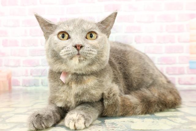 静岡県のスコティッシュフォールド (Coo&RIKU浜松店/2025年9月10日生まれ/女の子/ブルークリーム)の子猫の2枚目の画像