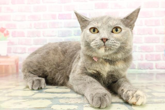 静岡県のスコティッシュフォールド (Coo&RIKU浜松店/2025年9月10日生まれ/女の子/ブルークリーム)の子猫の3枚目の画像