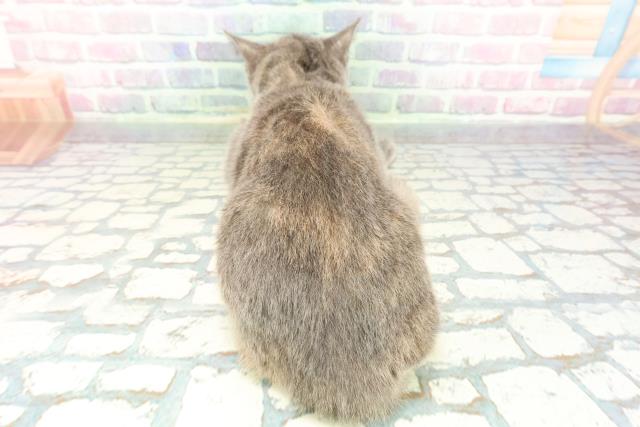 静岡県のスコティッシュフォールド (Coo&RIKU浜松店/2025年9月10日生まれ/女の子/ブルークリーム)の子猫の4枚目の画像