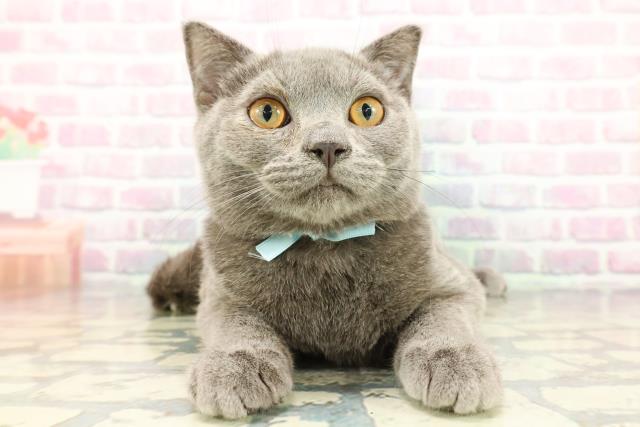 栃木県のスコティッシュフォールド (Coo&RIKU宇都宮店/2025年9月10日生まれ/男の子/ブルー)の子猫の1枚目の画像