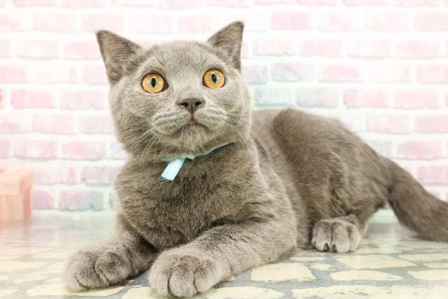 栃木県のスコティッシュフォールド (Coo&RIKU宇都宮店/2025年9月10日生まれ/男の子/ブルー)の子猫の2枚目の画像