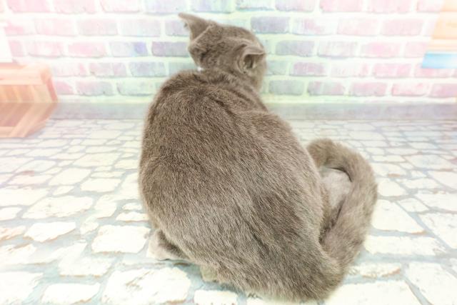 栃木県のスコティッシュフォールド (Coo&RIKU宇都宮店/2025年9月10日生まれ/男の子/ブルー)の子猫の4枚目の画像