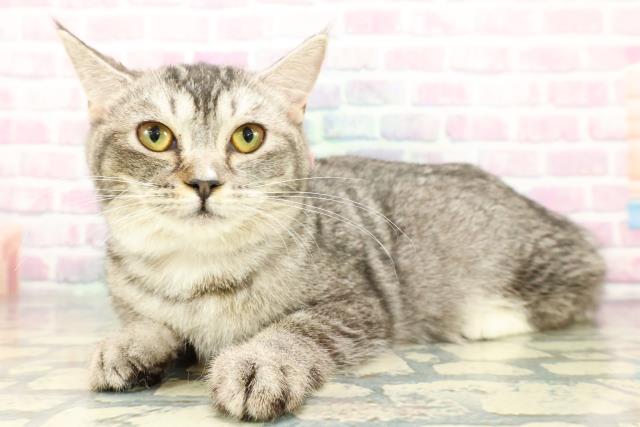 東京都のマンチカン (Coo&RIKU板橋店/2025年9月2日生まれ/女の子/シルバータビーホワイト)の子猫の2枚目の画像