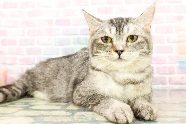 東京都のマンチカン (Coo&RIKU板橋店/2025年9月2日生まれ/女の子/シルバータビーホワイト)の子猫の3枚目の画像