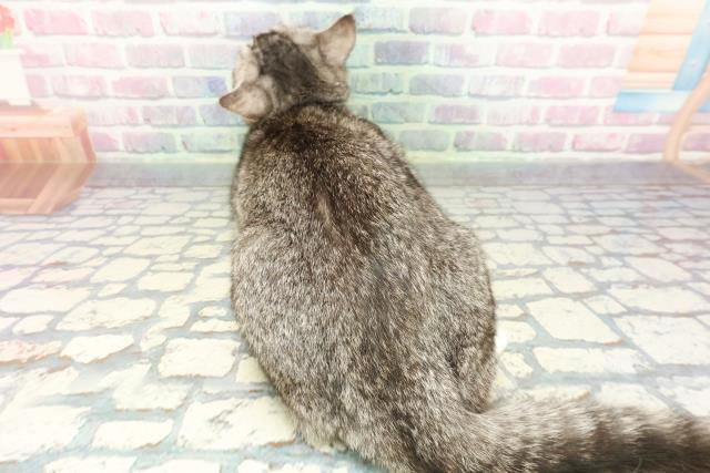 東京都のマンチカン (Coo&RIKU板橋店/2025年9月2日生まれ/女の子/シルバータビーホワイト)の子猫の4枚目の画像