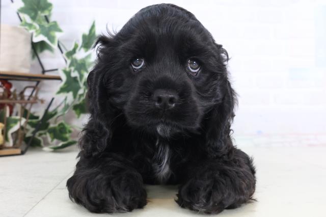 広島県のアメリカンコッカースパニエル (Coo&RIKU福山店/2025年12月15日生まれ/男の子/ブラックホワイト)の子犬の1枚目の画像