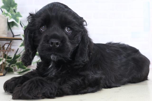 広島県のアメリカンコッカースパニエル (Coo&RIKU福山店/2025年12月15日生まれ/男の子/ブラックホワイト)の子犬の3枚目の画像