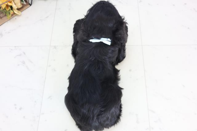 広島県のアメリカンコッカースパニエル (Coo&RIKU福山店/2025年12月15日生まれ/男の子/ブラックホワイト)の子犬の4枚目の画像