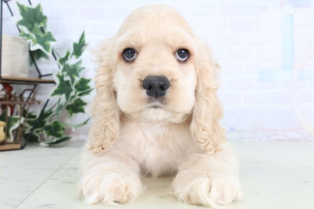 佐賀県のアメリカンコッカースパニエル (Coo&RIKU佐賀神埼店/2025年12月15日生まれ/男の子/バフ)の子犬の1枚目の画像