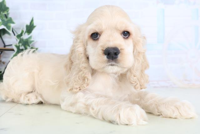 佐賀県のアメリカンコッカースパニエル (Coo&RIKU佐賀神埼店/2025年12月15日生まれ/男の子/バフ)の子犬の2枚目の画像