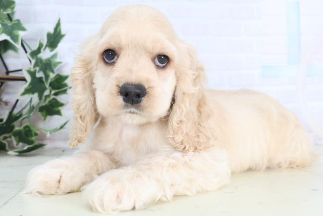 佐賀県のアメリカンコッカースパニエル (Coo&RIKU佐賀神埼店/2025年12月15日生まれ/男の子/バフ)の子犬の3枚目の画像