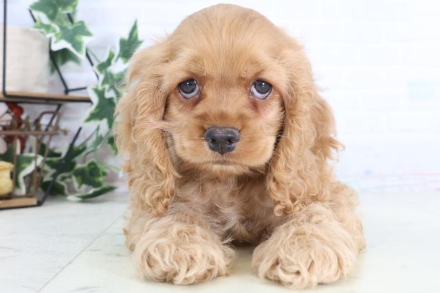 福岡県のアメリカンコッカースパニエル (Coo&RIKUゆめタウン飯塚店/2025年12月15日生まれ/女の子/レッド)の子犬の1枚目の画像