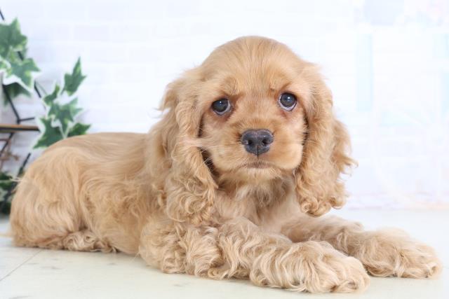 福岡県のアメリカンコッカースパニエル (Coo&RIKUゆめタウン飯塚店/2025年12月15日生まれ/女の子/レッド)の子犬の2枚目の画像