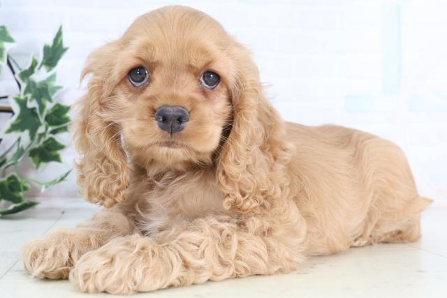 福岡県のアメリカンコッカースパニエル (Coo&RIKUゆめタウン飯塚店/2025年12月15日生まれ/女の子/レッド)の子犬の3枚目の画像