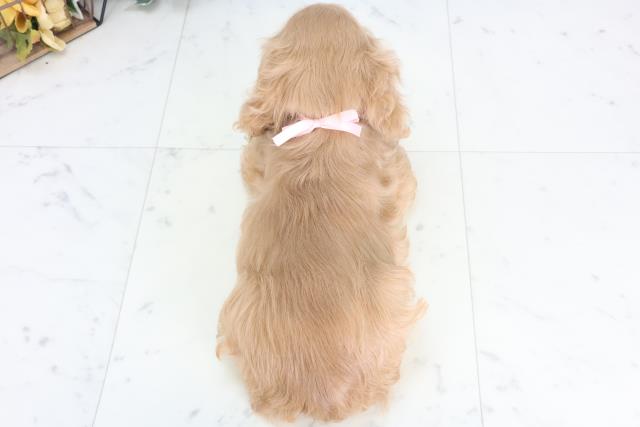 福岡県のアメリカンコッカースパニエル (Coo&RIKUゆめタウン飯塚店/2025年12月15日生まれ/女の子/レッド)の子犬の4枚目の画像