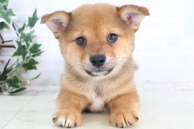 徳島県のチワ柴/柴チワ/チワシバ(チワワ×柴) (Coo&RIKU徳島店/2025年12月17日生まれ/男の子/レッドホワイト)の子犬の1枚目の画像