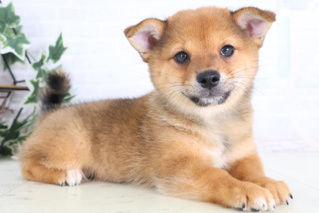 徳島県のチワ柴/柴チワ/チワシバ(チワワ×柴) (Coo&RIKU徳島店/2025年12月17日生まれ/男の子/レッドホワイト)の子犬の2枚目の画像