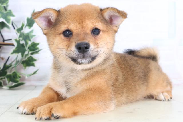 徳島県のチワ柴/柴チワ/チワシバ(チワワ×柴) (Coo&RIKU徳島店/2025年12月17日生まれ/男の子/レッドホワイト)の子犬の3枚目の画像