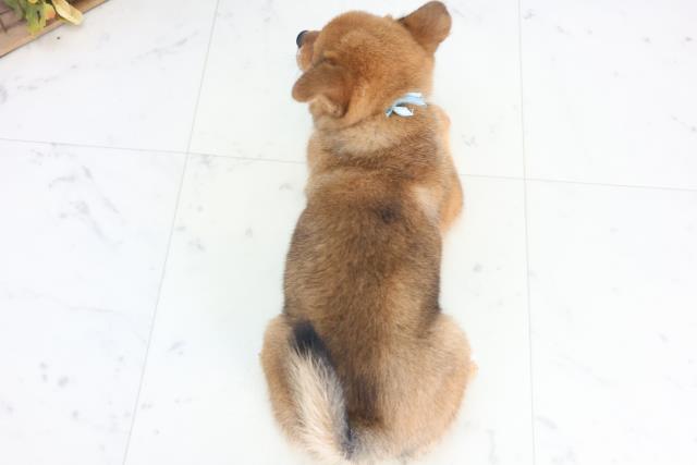 徳島県のチワ柴/柴チワ/チワシバ(チワワ×柴) (Coo&RIKU徳島店/2025年12月17日生まれ/男の子/レッドホワイト)の子犬の4枚目の画像