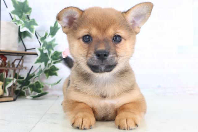 鳥取県のチワ柴/柴チワ/チワシバ(チワワ×柴) (Coo&RIKUラ・ムー鳥取東店/2025年12月17日生まれ/女の子/レッドホワイト)の子犬の1枚目の画像