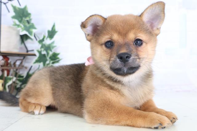 鳥取県のチワ柴/柴チワ/チワシバ(チワワ×柴) (Coo&RIKUラ・ムー鳥取東店/2025年12月17日生まれ/女の子/レッドホワイト)の子犬の2枚目の画像