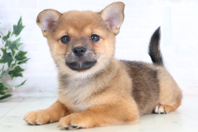 鳥取県のチワ柴/柴チワ/チワシバ(チワワ×柴) (Coo&RIKUラ・ムー鳥取東店/2025年12月17日生まれ/女の子/レッドホワイト)の子犬の3枚目の画像