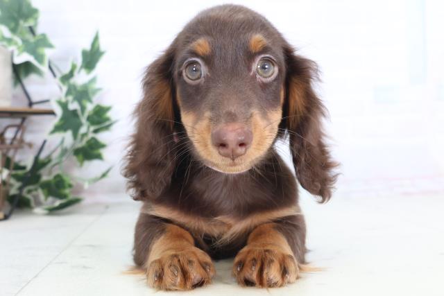 山口県のミニチュアダックスフンド(ロング) (Coo&RIKUサンパークあじす店/2025年11月19日生まれ/女の子/チョコレートタンホワイト)の子犬の1枚目の画像